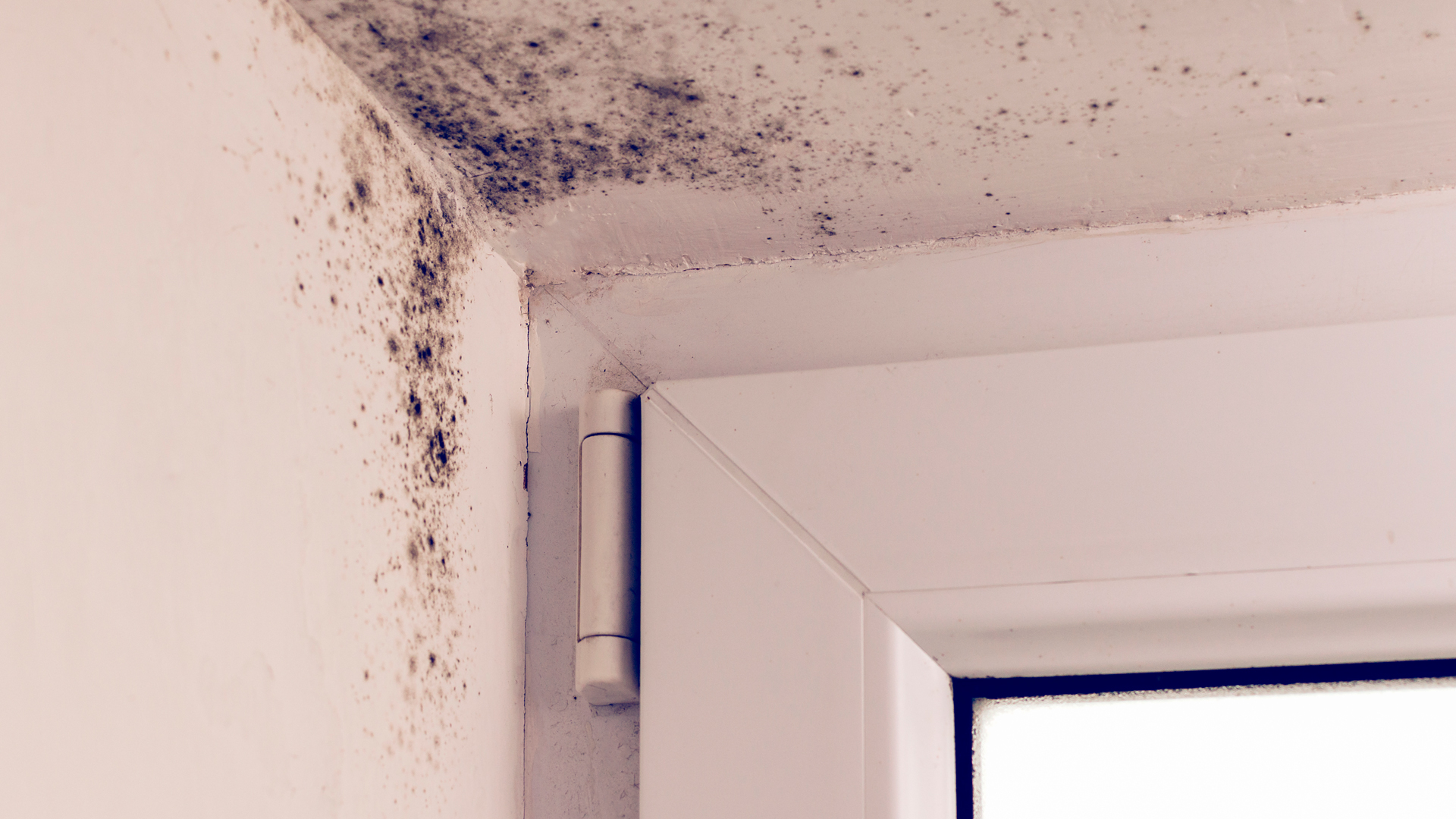 Cómo saber si tengo problemas de humedades en casa